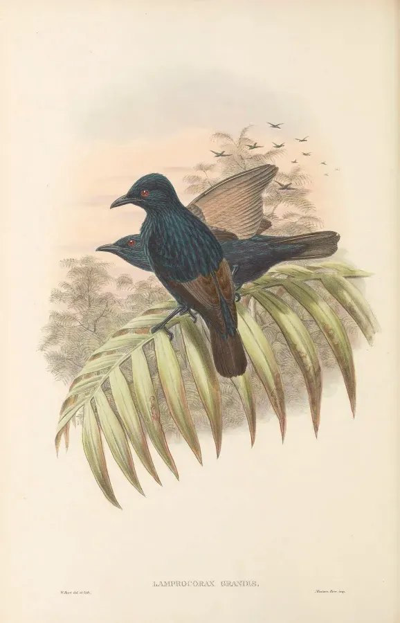 File:Aplonis grandis - The Birds of New Guinea.jpg
