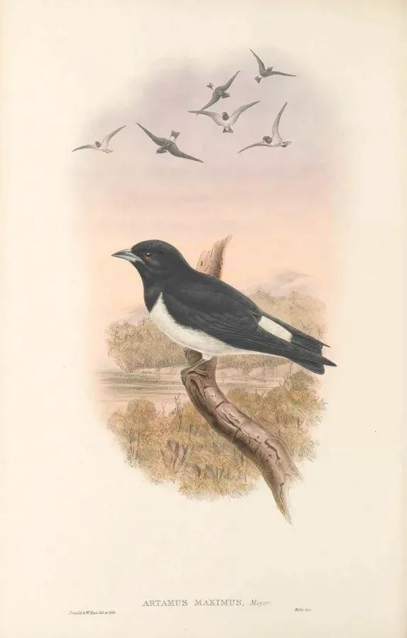 File:Artamus maximus - The Birds of New Guinea.jpg