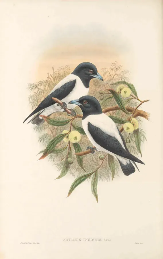 File:Artamus insignis - The Birds of New Guinea.jpg