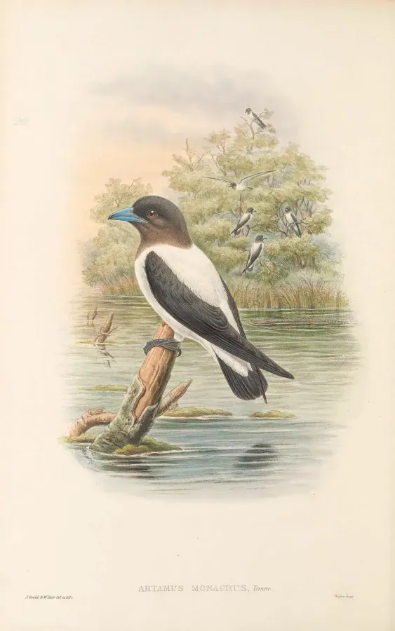 File:Artamus monachus - The Birds of New Guinea.jpg