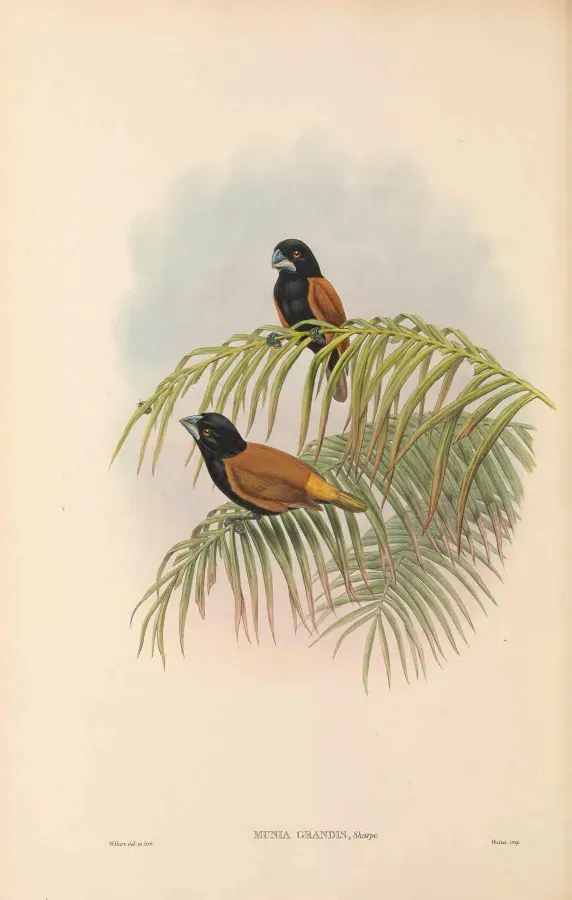 File:Lonchura grandis - The Birds of New Guinea.jpg