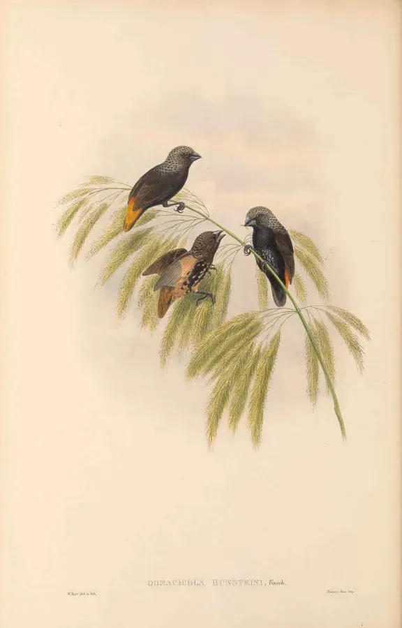 File:Lonchura hunsteini - The Birds of New Guinea.jpg