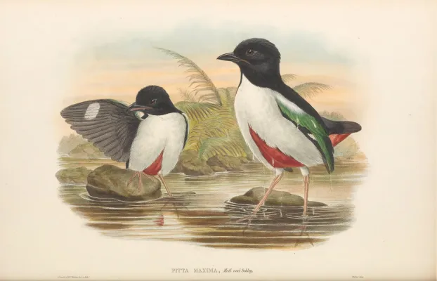 File:Pitta maxima - The Birds of New Guinea.jpg