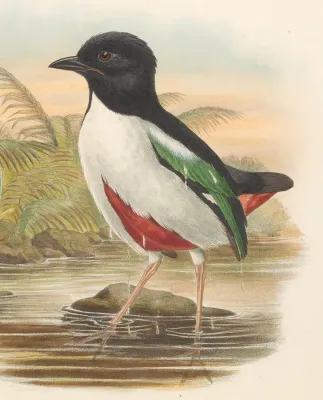 File:Pitta maxima - The Birds of New Guinea (cropped).jpg