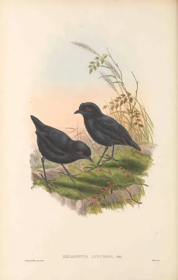 File:Melampitta lugubris - The Birds of New Guinea.jpg