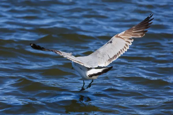 File:Larus californicus Palo Alto May 2011 005.jpg