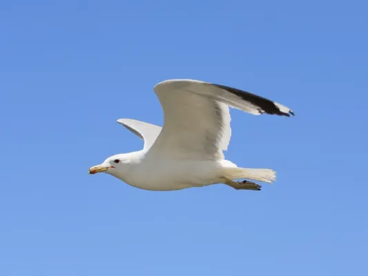 File:Larus californicus Palo Alto May 2011 011.jpg