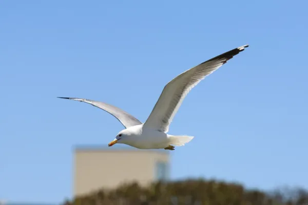 File:Larus californicus Palo Alto May 2011 013.jpg