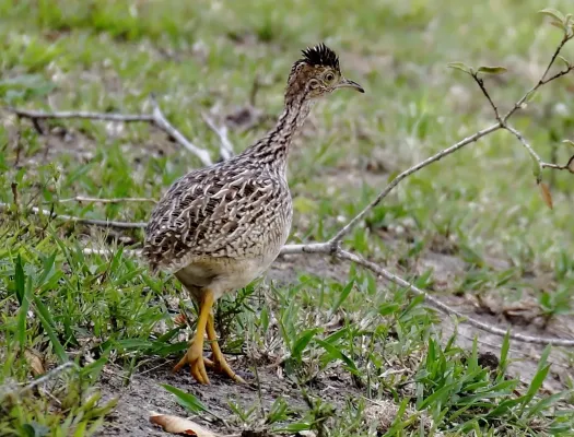 File:Nothura boraquira - White-bellied nothura; Poções, Bahia, Brazil.jpg