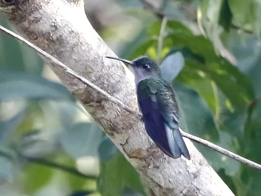 File:Campylopterus largipennis - Grey-breasted sabrewig; Carajás National Forest, Pará, Brazil.jpg