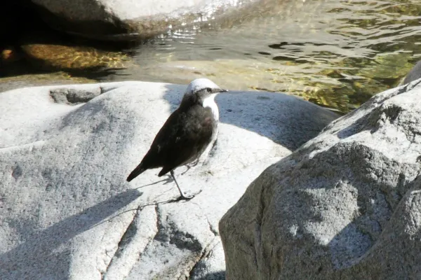 File:Cinclus leucocephalus leucocephalus, Peru.jpg