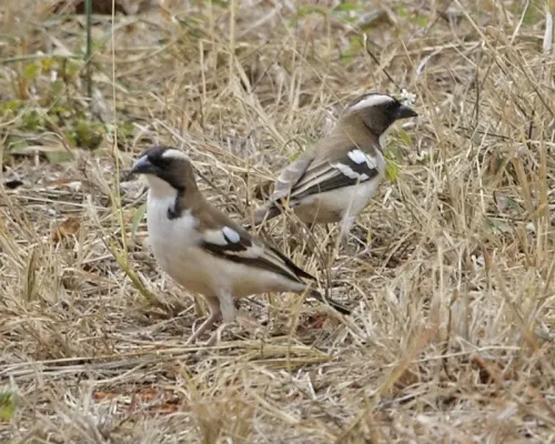 File:White-browed Sparrow-Weaver (Plocepasser mahali).jpg