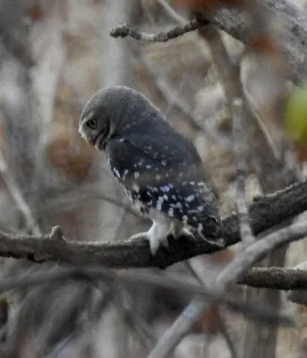 File:Forest Owlet Athene blewitti by Dr. Raju Kasambe DSCN5055 (9).jpg