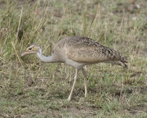 File:White-bellied Bustard (Eupodotis senegalensis).jpg