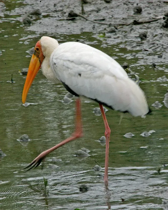 File:Milky Stork (Mycteria cinerea).jpg