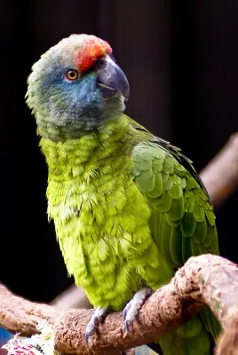 File:Amazona festiva bodini -Tulsa Zoo-8a.jpg