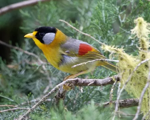 File:Silver-eared Mesia (Leiothrix argentauris).jpg
