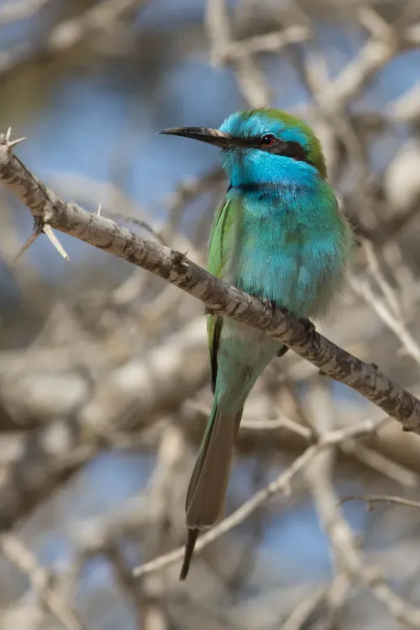 File:Arabian Green Bee-eater (Merops cyanophrys), Sde Boker, Israel 3.jpg