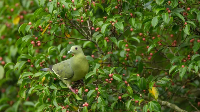 File:Treron vernans female - Kent Ridge Park.jpg