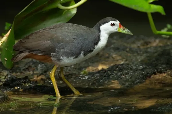 File:Amaurornis phoenicurus - Singapore Botanic Gardens.jpg