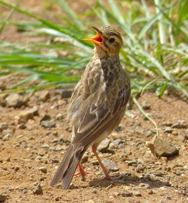 File:African pipit (Anthus cinnamomeus) (13971536013), crop.jpg