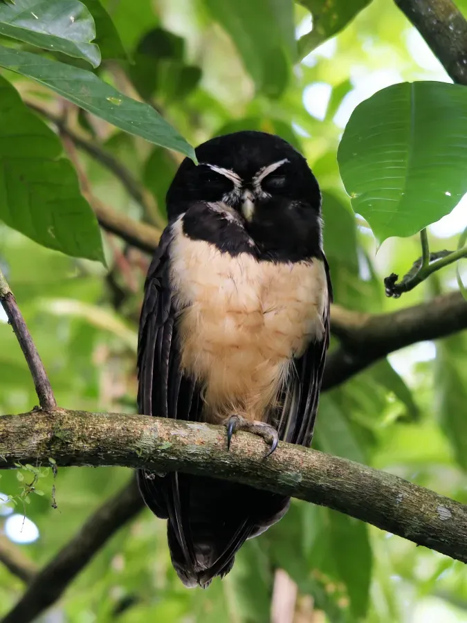 File:Pulsatrix perspicillata chapmani (Costa Rica).jpg