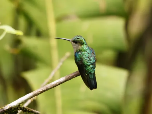 File:Thalurania colombica (female).jpg