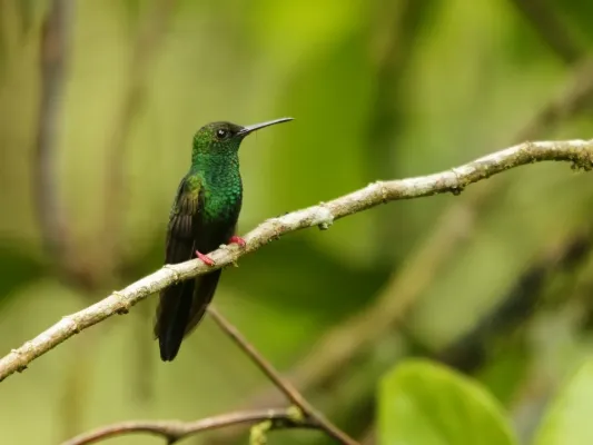 File:Chalybura urochrysia (male).jpg
