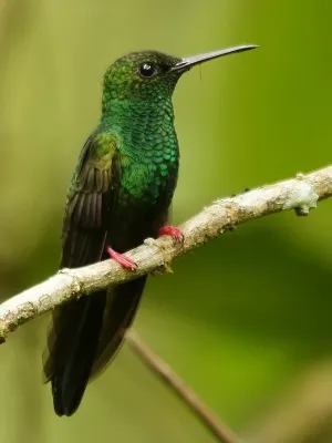 File:Chalybura urochrysia (male) taxobox.jpg