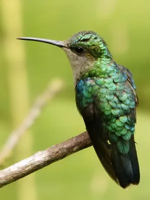 File:Thalurania colombica (female) taxobox.jpg