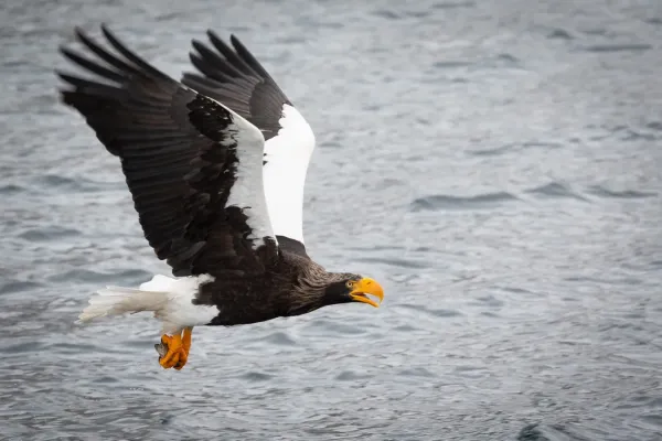 File:Haliaeetus pelagicus with fish.jpg