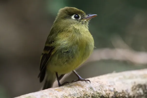 File:Empidonax flavescens 09.jpg