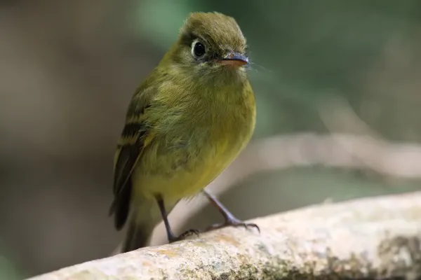 File:Empidonax flavescens 12.jpg