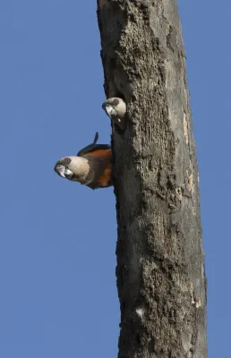 File:A pair of Poicephalus rufiventris.jpg