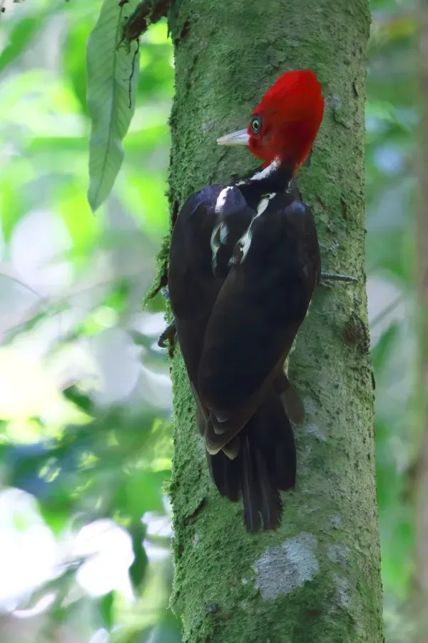 File:Campephilus guatemalensis CR.jpg