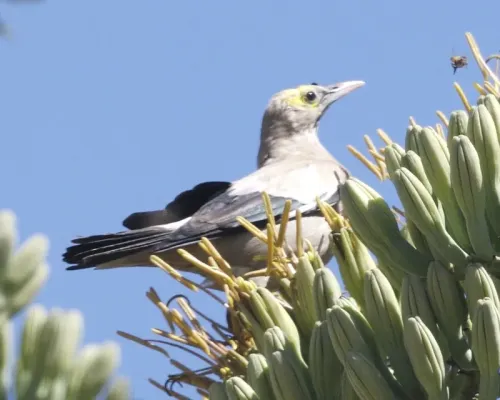 File:Wattled Starling (Creatophora cinerea).jpg
