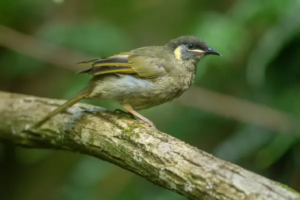 File:Meliphaga lewinii - Kembla Heights.jpg