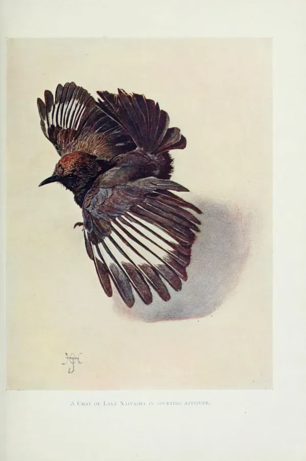 File:Myrmecocichla aethiops cryptoleuca johnston.jpg