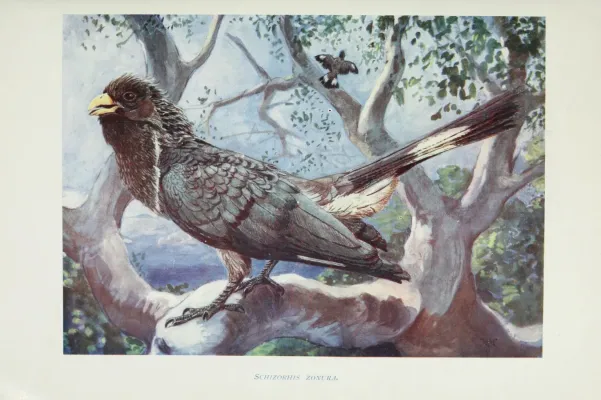 File:Crinifer zonurus johnston.jpg