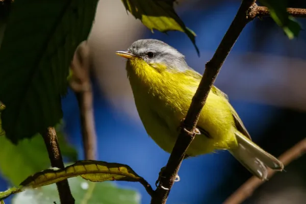 File:Grey-hooded Warbler Phylloscopus xanthoschistos, Nepal.jpg