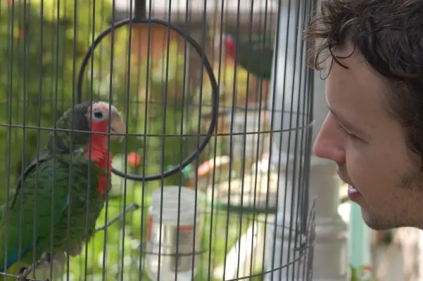 File:Amazona leucocephala -Cuba -round cage-8a.jpg