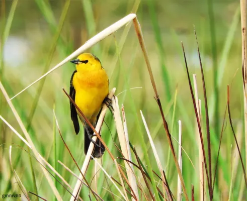 File:Xanthopsar flavus en Bañado Los Indios, Rocha, Uruguay.jpg
