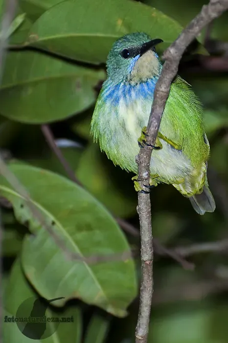 File:Cyanerpes lucidus .jpg
