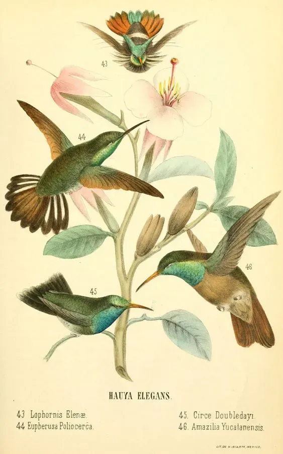File:Lophornis helenae Eupherusa poliocerca Cynanthus doubledayi Amazilia yucatanensis Hauya elegans.jpg
