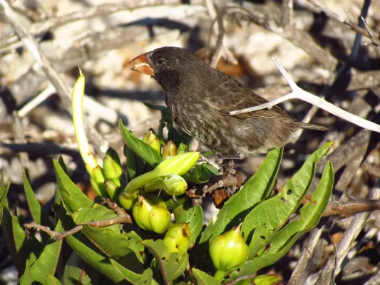 File:Genovesa Cactus Finch (Geospiza propinqua), female, Genovesa.jpg