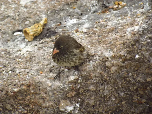 File:Genovesa Ground Finch (Geospiza acutirostris), female.jpg