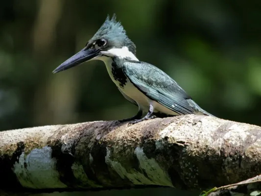 File:Chloroceryle americana.jpg