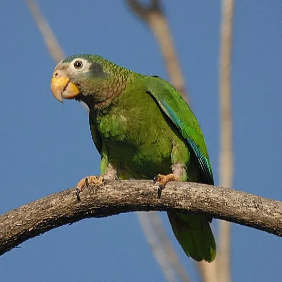 File:Amazona collaria -St. Andrew -Jamaica-8a-3c.jpg