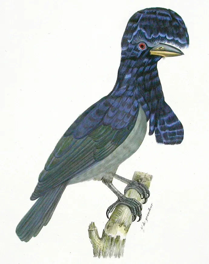 File:Cephalopterus ornatus (1802).jpg