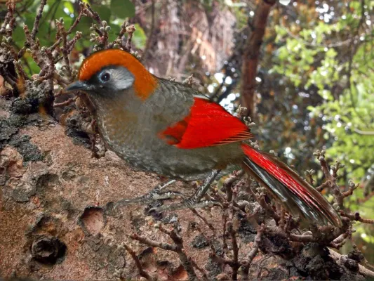 File:Leiothrichidae - Trochalopteron milnei.jpg